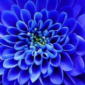 Meet your Posher, Olive